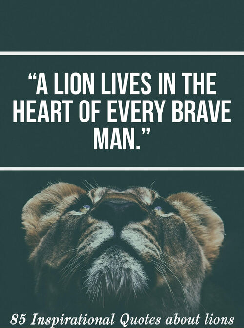 85 citas inspiradoras sobre leones (citas sobre leones, motivación)